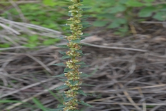 Pouzolzia wightii